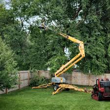 How Our Tree Care Process Works  in  Germantown, WI