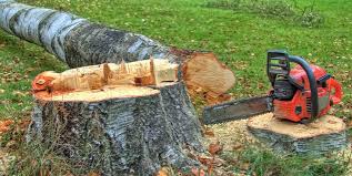 Best Root Management and Removal  in Germantown, WI