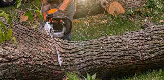 Best Lawn Grading and Leveling  in Germantown, WI