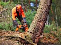 Best Tree Cabling and Bracing  in Germantown, WI