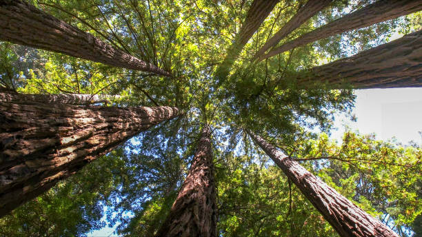 Best Tree Preservation Services  in Germantown, WI
