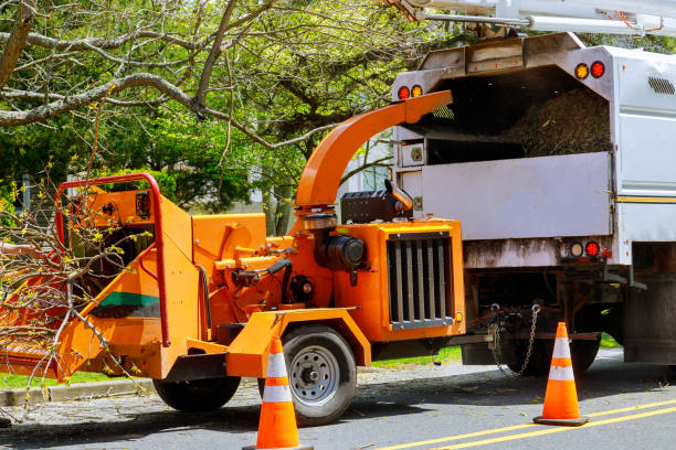 Best Tree Disease Treatment  in Germantown, WI