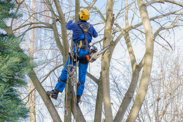 Best Tree Risk Assessment  in Germantown, WI