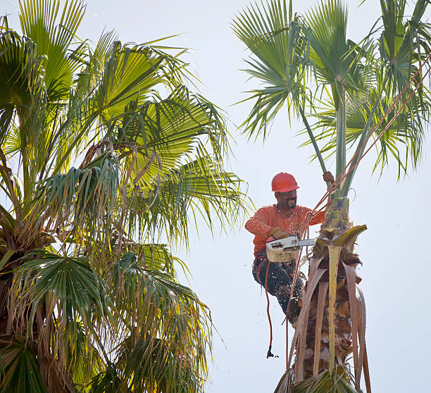 Best Tree Removal  in Germantown, WI