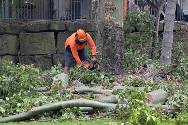  Germantown, WI Tree Services Pros